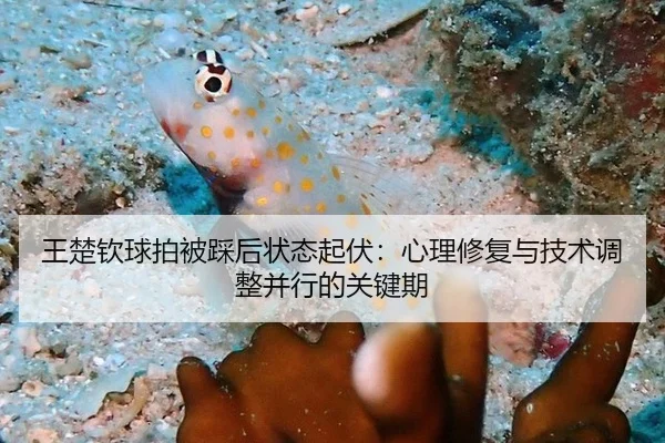 王楚钦球拍被踩后状态起伏：心理修复与技术调整并行的关键期